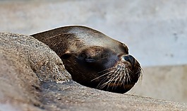 密封,動物,野生動物