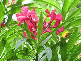 粉紅色的花,綠化,鮮花