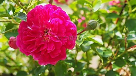 玫瑰,花,玫瑰花朵