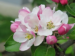 蘋果花,粉紅色,開花