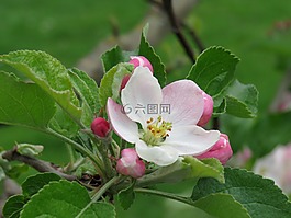 蘋果花,粉紅色,開花