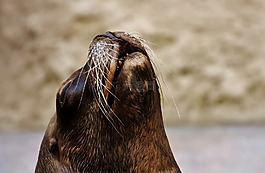 密封,動物,野生動物