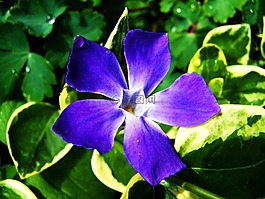 藍紫色花,春天的花朵,花園