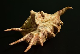 外壳,软体动物,蜗牛