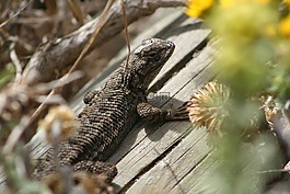 野生,動物,自然