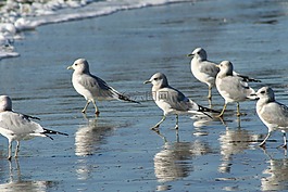 鳥瞰,野生,鳥