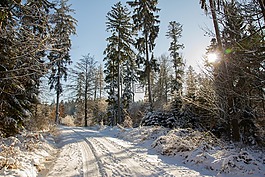 路,雪,森林