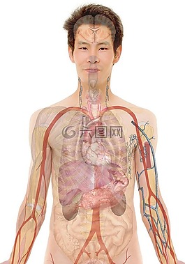 解剖學,男子,人的
