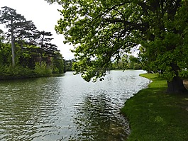 水,樹(shù),森林