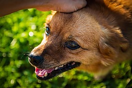 狗,男子,人類的朋友
