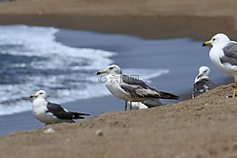 動物,海,海灘