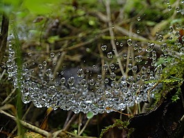 露,水滴,苔