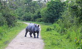 犀牛,kaaziranga,準備跑