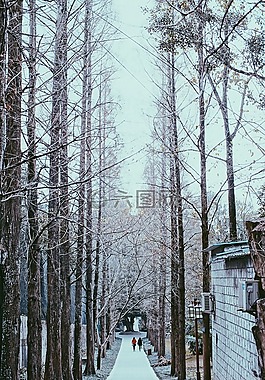 雪,路,樹