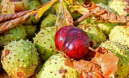 板栗,七葉樹(shù),常見(jiàn)的 rosskastanie