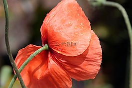 罌粟,春花,klatschmohn