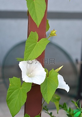 旋花,yunki,白