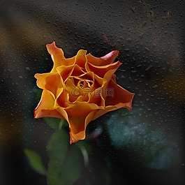 玫瑰,橙,花