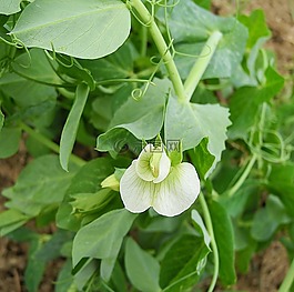豌豆花,植物,豌豆