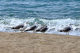 動物,海,海灘