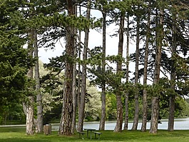 森林,城堡,競技場