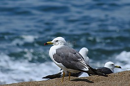 動物,海,海灘