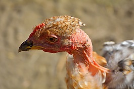 動物,禽,鳥嘴