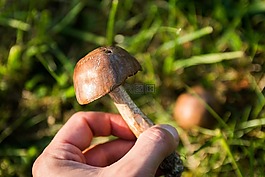 蘑菇,森林,集合