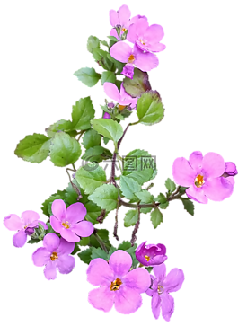粉紅色的花,植物,春
