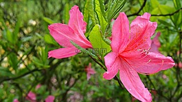 杜鹃花,花,粉色
