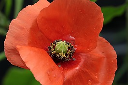 罌粟,春花,klatschmohn