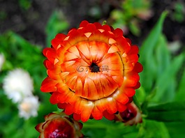 花,红,工厂