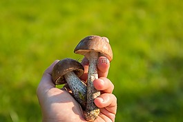 蘑菇,森林,集合