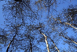 樹,天空,樹干