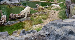 白熊,熊,動(dòng)物園
