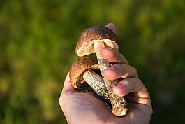 蘑菇,森林,集合