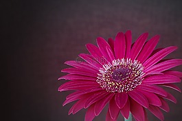 非洲菊,花,開花