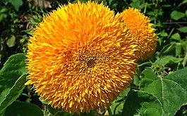性質(zhì),植物,花