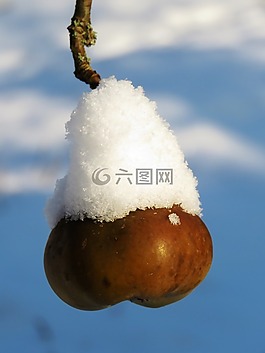 蘋果,冬天,雪