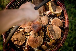 蘑菇,購(gòu)物車(chē),森林