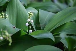 鵝口瘡,花,鐘