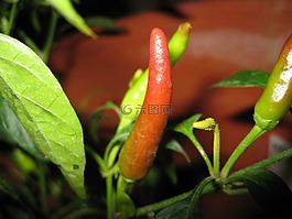 辣椒植物,紅色,辣