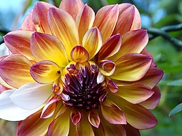 花,開花,顏色