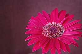 非洲菊,花,開花