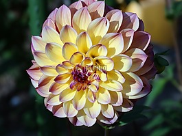 dhali,花,开花