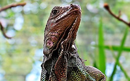 鬣蜥,爬行動物,動物園