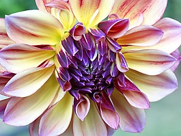 dhali,花,花开花