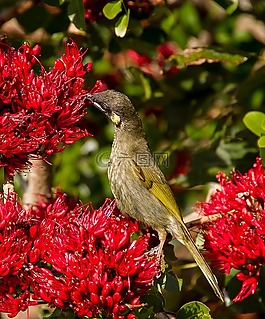lewin的花蜜,meliphaga lewinii,鸟