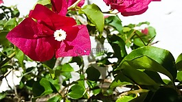 花卉,羅莎,綠色