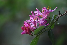 chevrefeuille,鮮花,粉色